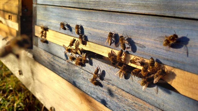 Silvester mit Dagis' Nesthäkchen und Dagis' Bienen