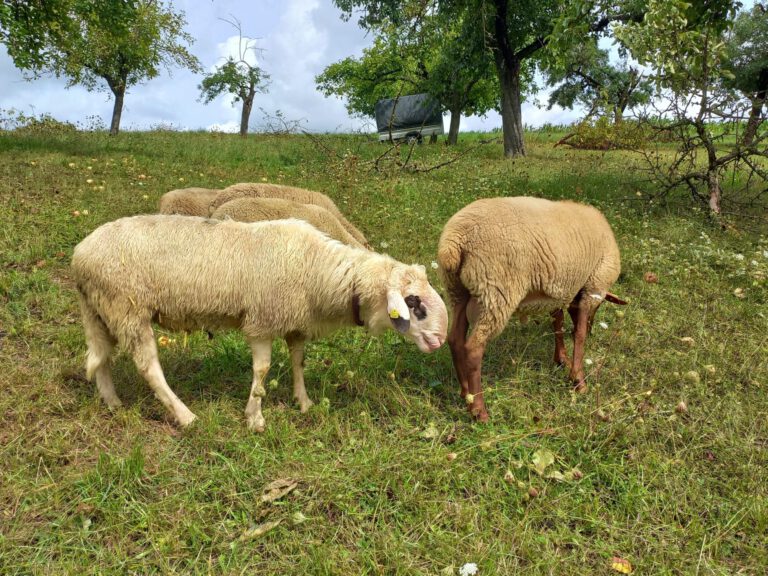 Dagis' Imkerei - Bienen und Schafe bie Dagis' Nesthäkchen, Kindertagespflege in Bietigheim-Bissingen